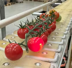 FIGURE 3. Online evaluation of the sugar concentration of cherry tomatoes by NIR spectroscopy developed by Nofima.