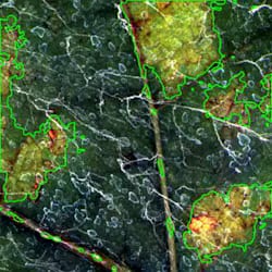 FIGURE 2. sRGB reconstruction of leaves using CSEM's SpectroX handheld device, with automatic segmentation of downy mildew areas.