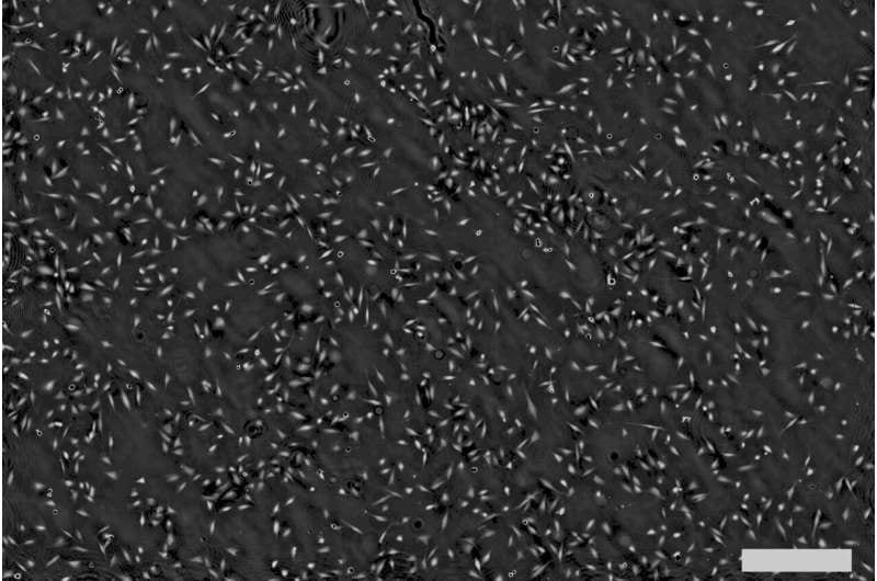 New imaging method enables long-term monitoring of living cells without staining